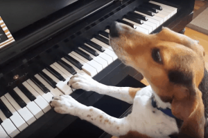 dog playing piano